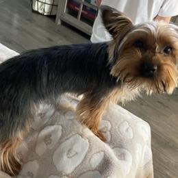 Yorkshire Terriers from Yorkie Pups Knox