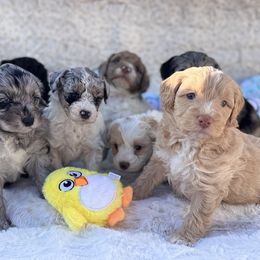 Aussiedoodle puppies from Pawsome Aussie Doodles and Oodles