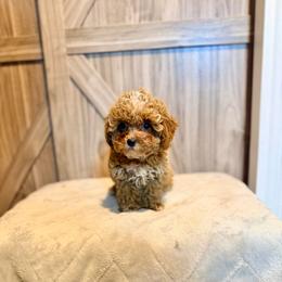 Rose - Red  female Poodle puppy in Bells, Texas from Partridge Doodles and Poodles