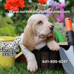 Ginny - Lemon and white female Basset Hound puppy in Pollock, Missouri from Northstar