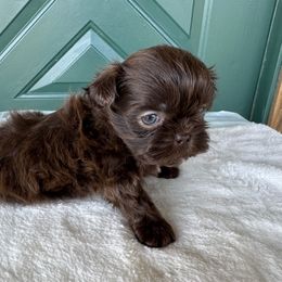 Chocolate Liver - Chocolate male Shih Tzu puppy in Etoile, Texas from Dollface Dollie’s Shih Tzus