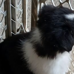Border Collies from Wall's Border Collies