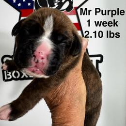 Mr Purple - Brindle male Boxer puppy in Palm Coast, Florida from Starlight Boxer Corner