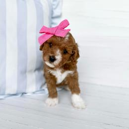 Cinnamon Roll - hot pink collar girl - Red female Cavapoo puppy in Melbourne, Florida from Space Coast Doodle Co.