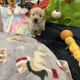 Boy 3 - Golden male Golden Retriever puppy in Chesapeake, Virginia from Autumn Lake Golden Retrievers