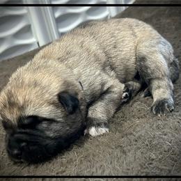 Black - Brindle male Anatolian Shepherd Dog puppy in Clark, Wyoming from Fyne Acres