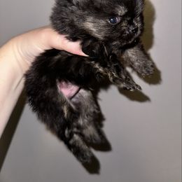 Ares - Black and tan male Pomeranian puppy in Waterloo, Indiana from Garcias Pomeranian