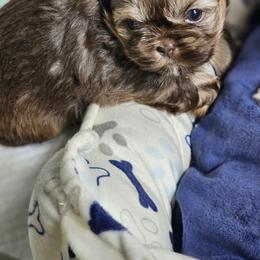 Mocha Bean - Chocolate and tan female Shih Tzu puppy in Kings Mountain, North Carolina from NC Shih Tzus by Tammy