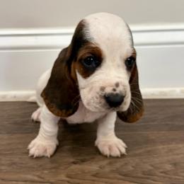 Teal - Black brown and white female Basset Hound puppy in Douglas, Georgia from Huffer Hounds and Havanese