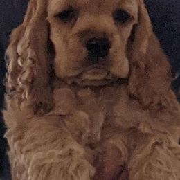 Cocker Spaniel Puppies from Jacobsen's Cockers