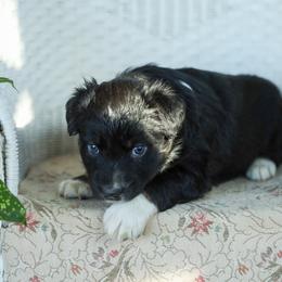 Puppy 2 - Black tri-color female Australian Shepherd puppy in Avoca, Iowa from Danker Farms