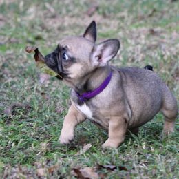 French Bulldog Puppies from Texas Top Notch Frechies