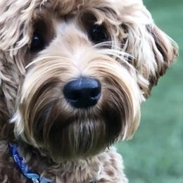 Australian Labradoodles from Sugarwood Australian Labradoodles