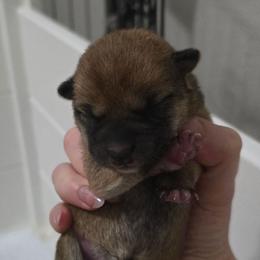 Tbd - Red female Shiba Inu puppy in Marianna, Florida from Diwasou