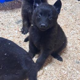 AKC Male 3 - Gold brindle male Dutch Shepherd puppy in Hastings, Minnesota from Century Hills Farm