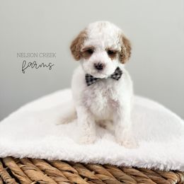 Captain Hook - Apricot male Maltipoo puppy in Huntsville, Texas from Nelson Creek Farms