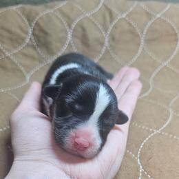 Snickers - Black and tan female Pembroke Welsh Corgi puppy in Washington from Castle View Royal Rumps