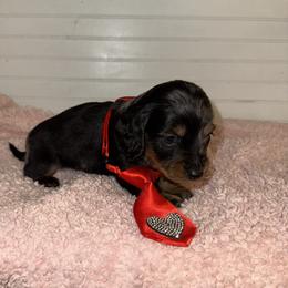 Dachshund Puppies from Wiggle Weens
