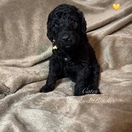 Daisy (Yellow Collar Girl) - Black female Poodle puppy in Breckenridge, Texas from Cates Standard Poodles