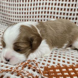 Ember - Red - Blenheim female Cavalier King Charles Spaniel puppy in Pickens, South Carolina from Beloved Bichon