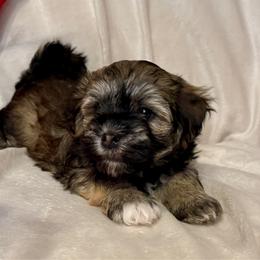 Aaron - Silver sable male Havanese puppy in Wappapello, Missouri from Titanium Havanese LLC