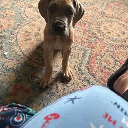 (Guardian Home) - Fawn male Great Dane puppy in Sac City, Iowa from Northern Great Danes of Colorado & Iowa