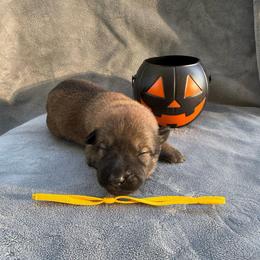 Brazil - Red sable female Belgian Malinois puppy in Sheridan, Arkansas from Dark Sky Kennels