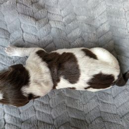 Boy 4 - Brown and gray male Wirehaired Pointing Griffon puppy in Rancho Cordova, California from American River Wirehaired Pointing Griffons