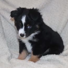 Bella's Blue Eyed Black Tri Female - Black tri female Toy Australian Shepherd puppy in Leighton, Alabama from Isbell Land & Livestock, LLC