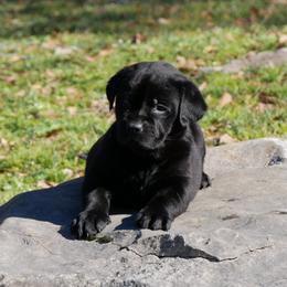 Emperor - Black male Labrador Retriever puppy in Buffalo Valley, Tennessee from Buffalo Valley Breeders