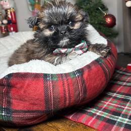 Shih Tzu Puppies from Spoiled ShihTzu LLC