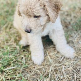 Australian Mountain Doodle, Bernedoodle, and Goldendoodle Puppies from Wynterwood Doodles