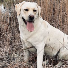 Labrador Retrievers from Emily's Labrador Retrievers