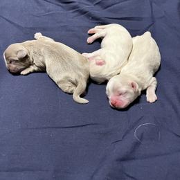 Shih Tzu Puppies from Small Breed Kennel