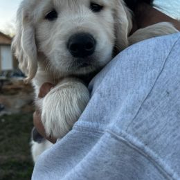Golden Retriever Puppies from Panhandle PawsNClaws