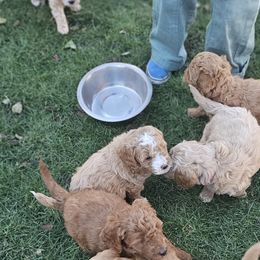 Bernedoodle, Bernese Mountain Dog, Cavapoo, Goldendoodle, and Poodle Puppies from Happy Valley Puppies