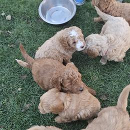 Bernedoodle, Bernese Mountain Dog, Cavapoo, Goldendoodle, and Poodle Puppies from Happy Valley Puppies