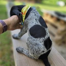 German Shorthaired Pointer Puppies from Bee Stepien