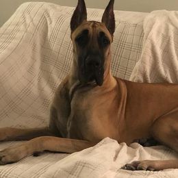 Great Danes from Vom Casey Von Evans Great Danes