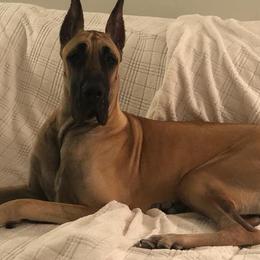 Great Danes from Vom Casey Von Evans Great Danes
