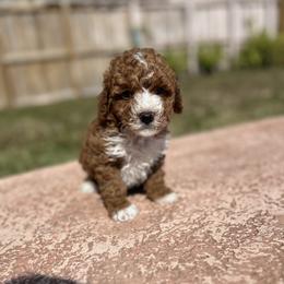 Poodle Puppies from Sakura Poodles