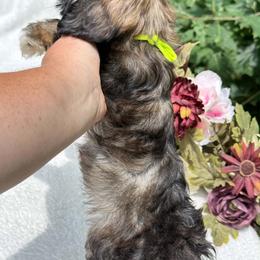 Green boy - Chocolate brindle male Havapoo puppy in Evart, Michigan from Northern’s Cute Cuddly Cava Poos