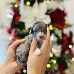 Chanel - Blue merle female Bernedoodle puppy in Ohio from Moore Doodles