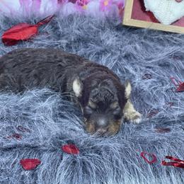 Bruno - Phantom - Brown male Poodle puppy in Purdy, Missouri from The Dynasty