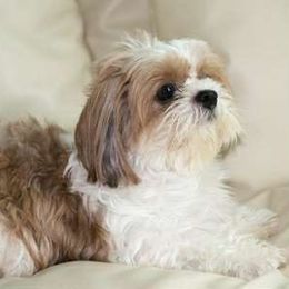 Blossom - Shih Tzu