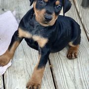 French Bulldog and German Pinscher Puppies from Dream Dior Frenchies & Chapel Heights German Pinschers