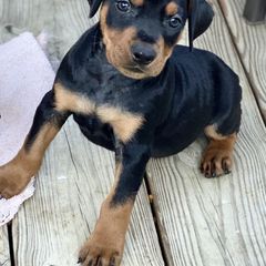 French Bulldog and German Pinscher Puppies from Dream Dior Frenchies & Chapel Heights German Pinschers