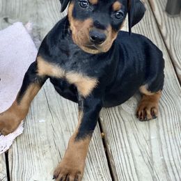 French Bulldog and German Pinscher Puppies from Dream Dior Frenchies & Chapel Heights German Pinschers