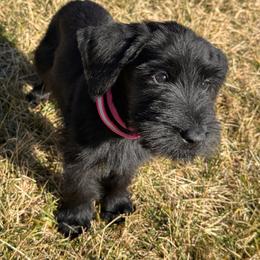 Girl 1 - Hot Pink Collar - Black female Giant Schnauzer puppy in St George, Utah from Schnauzer Ranch