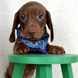 Maverick AKC - Chocolate and tan male Dachshund puppy in Hendersonville, North Carolina from Snarky Doxy Miniature Dachshunds